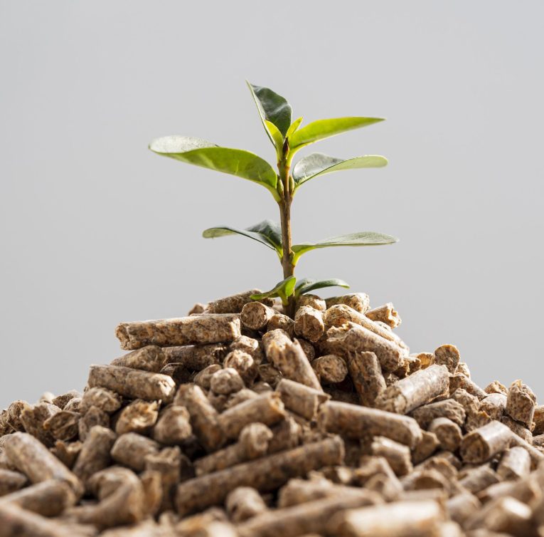 front-view-plant-growing-from-pellets